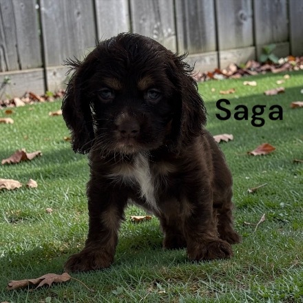 puppy, for, sale, Cocker Spaniel, Joe & Cherri  Overlease, dog, breeder, Miller, MO, dog-breeder, puppy-for-sale, forsale, nearby, find, puppyfind, locator, puppylocator, aca